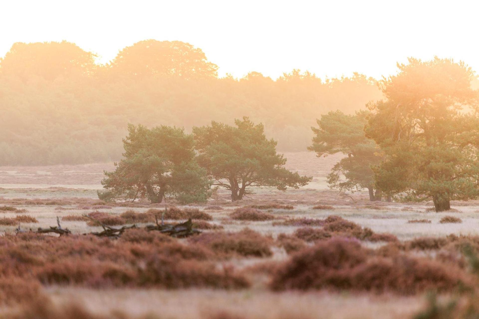 Top Luxe Chalet - Kindvriendelijk - Bos En Heide Harderwijk Ngoại thất bức ảnh